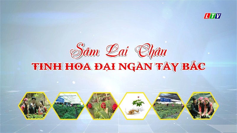 Từ ngày 19 - 20/9/2026, diễn ra Hội thảo khoa học “Sâm Lai Châu - Tinh hoa đại ngàn Tây Bắc”