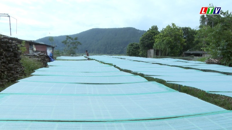 LÀNG NGHỀ MIẾN DONG BÌNH LƯ VÀO VỤ TẾT