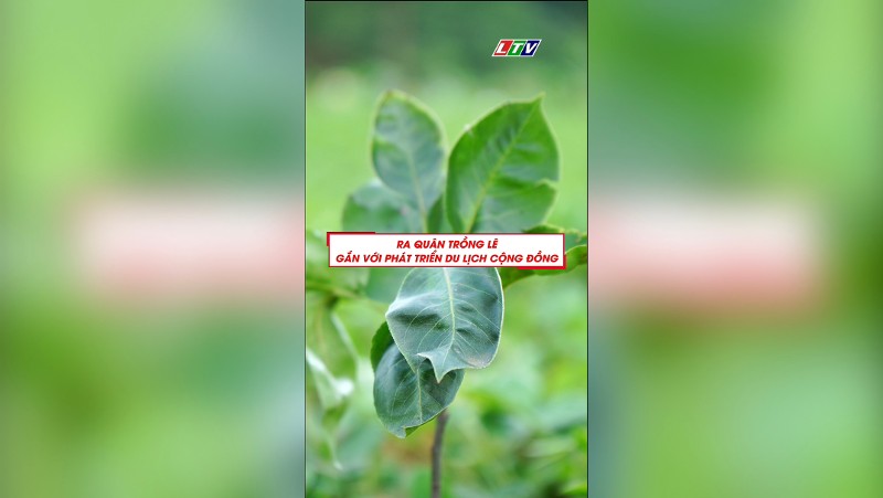RA QUÂN TRỒNG CÂY LÊ GẮN VỚI PHÁT TRIỂN DU LỊCH CỘNG ĐỒNG