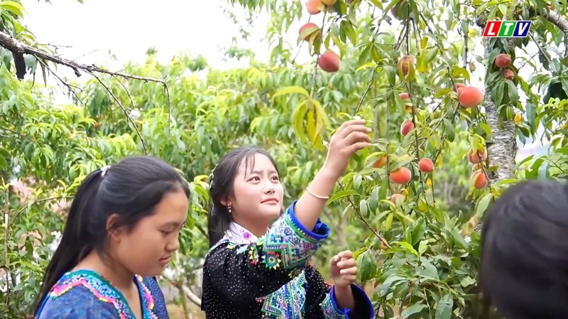 TẢ LÈNG - HÌNH THÀNH HỆ SINH THÁI NÔNG NGHIỆP TỪ ĐÀO CHÍN SỚM