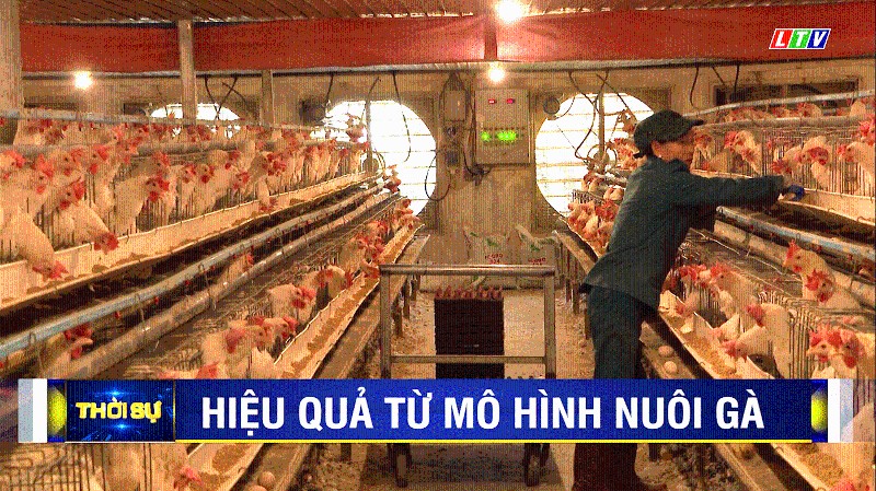 HIỆU QUẢ TỪ MÔ HÌNH NUÔI GÀ