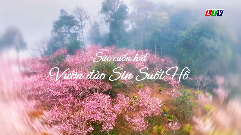 SỨC CUỐN HÚT VƯỜN ĐÀO SIN SUỐI HỒ