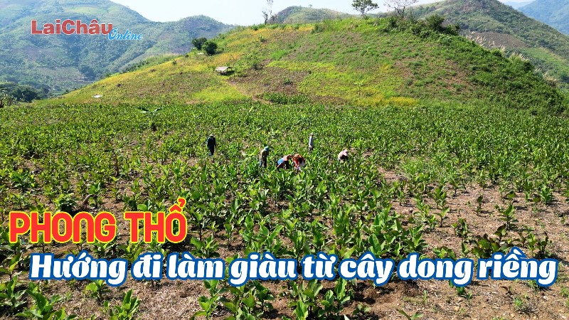 Phong Thổ: Hướng đi làm giàu từ cây dong riềng