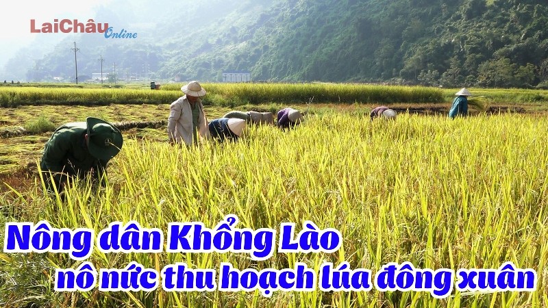 Nông dân Khổng Lào nô nức thu hoạch lúa đông xuân