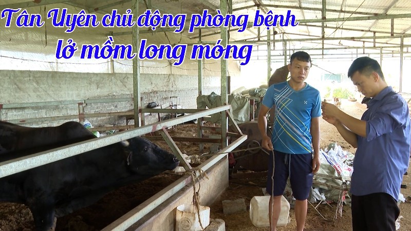 Tân Uyên chủ động phòng bệnh lở mồm long móng