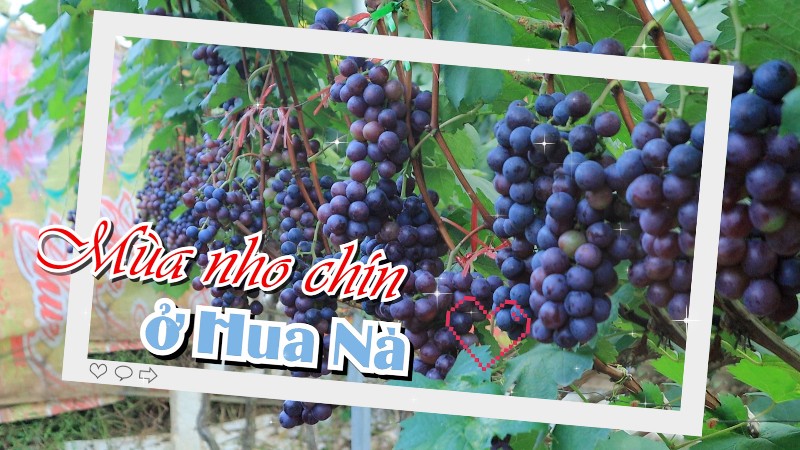 Mùa nho chín ở Hua Nà