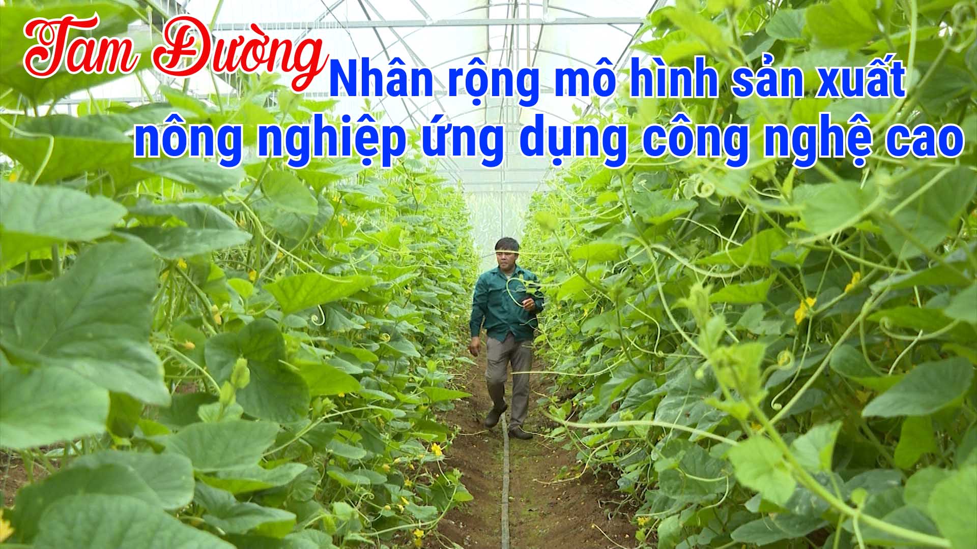 Tam Đường: Nhân rộng mô hình sản xuất nông nghiệp ứng dụng công nghệ cao