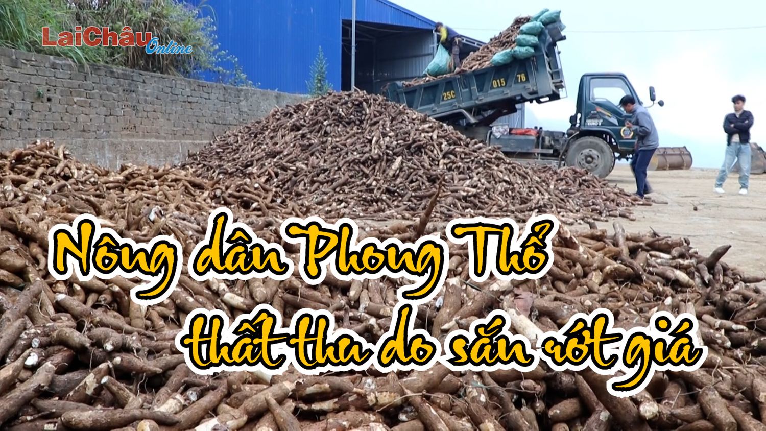 Nông dân Phong Thổ thất thu do sắn rớt giá