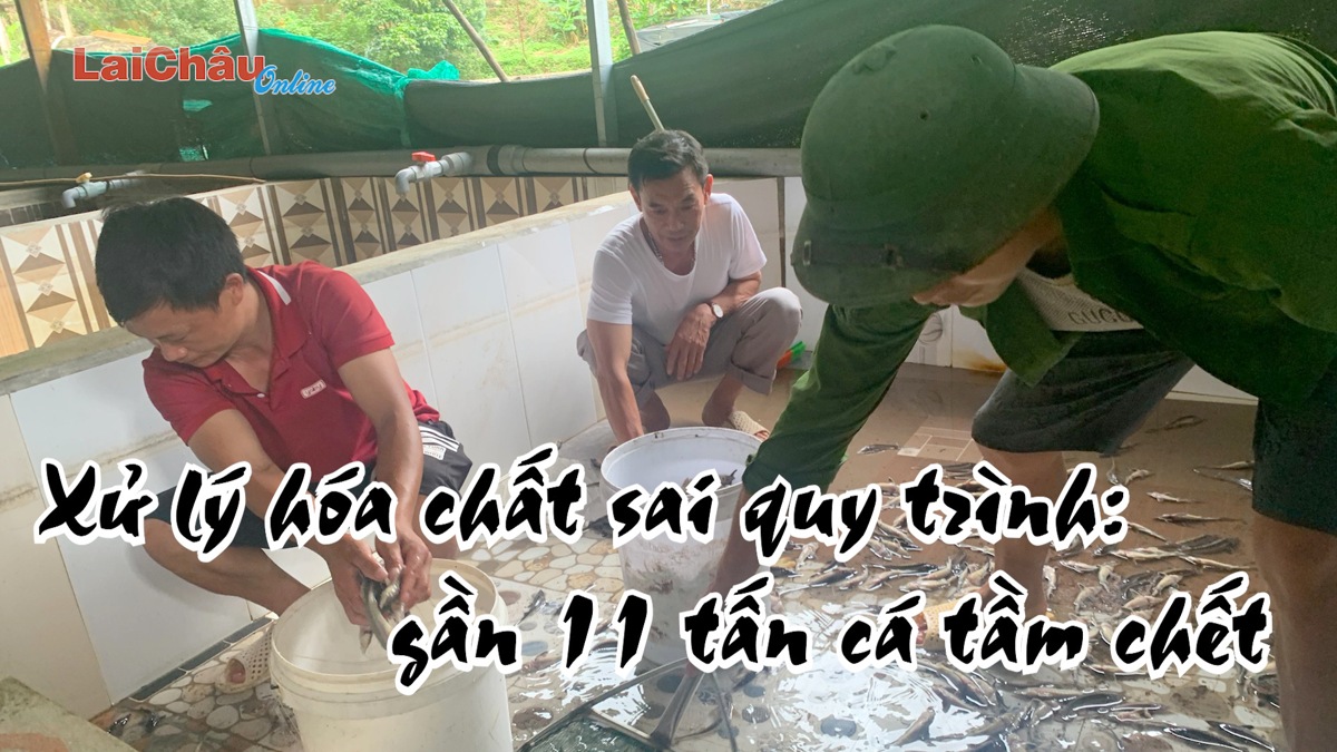 Xử lý hóa chất sai quy trình: gần 11 tấn cá tầm chết