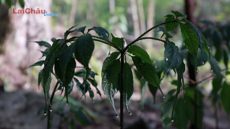 Bảo tồn nguồn gen giống và nhân rộng mô hình trồng Sâm Lai Châu