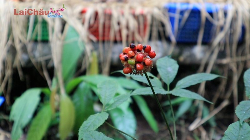 “Ngọc quý” sinh sôi trên vùng đất khó