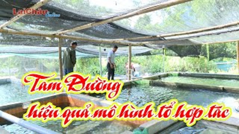 Tam Đường hiệu quả mô hình tổ hợp tác