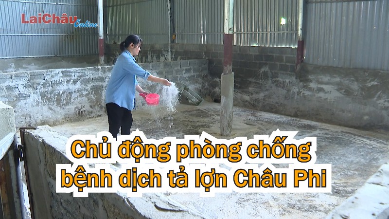 Chủ động phòng chống bệnh dịch tả lợn Châu Phi