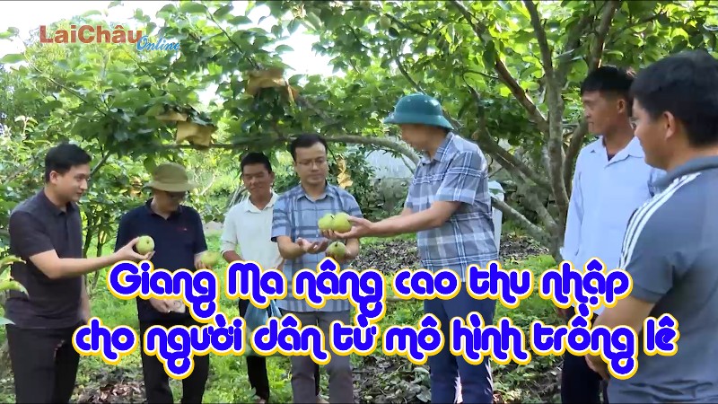 Giang Ma nâng cao thu nhập cho người dân từ mô hình trồng lê