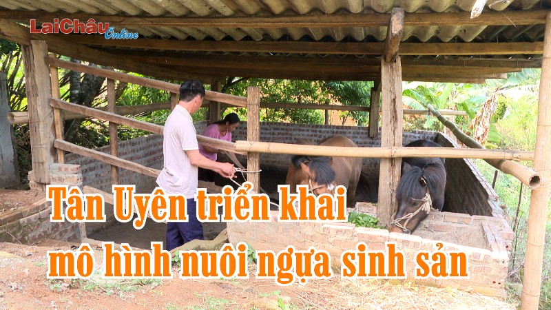 Tân Uyên triển khai mô hình nuôi ngựa sinh sản